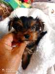 Machinho Yorkshire Terrier Mini Mini chocolate