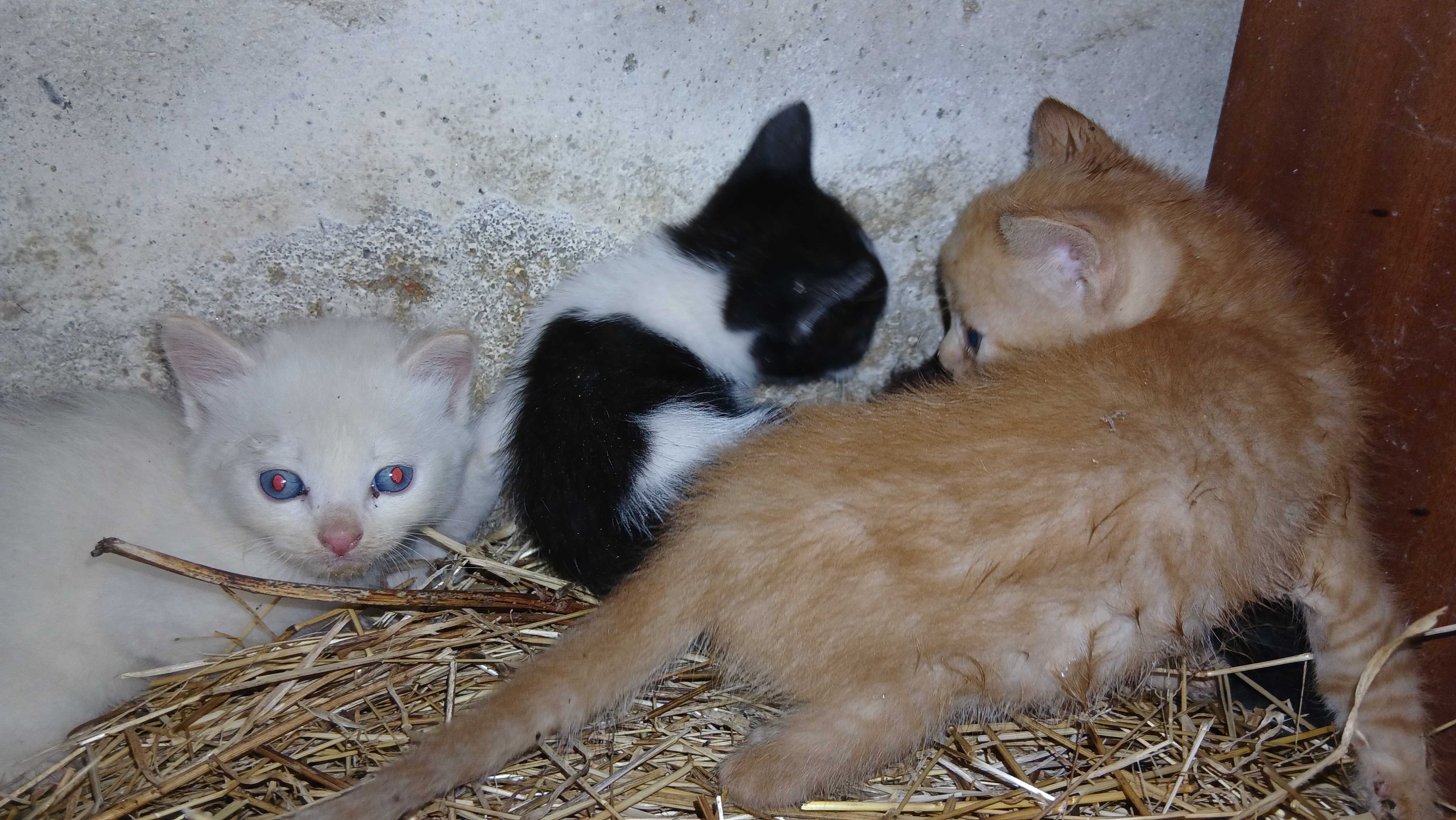 Gatinhos para adoção