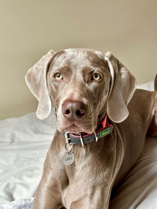 Hotel dla zwierząt, opieka nad psem, spacery - CENNIK