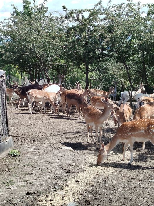 Sprzedam młode daniele.
