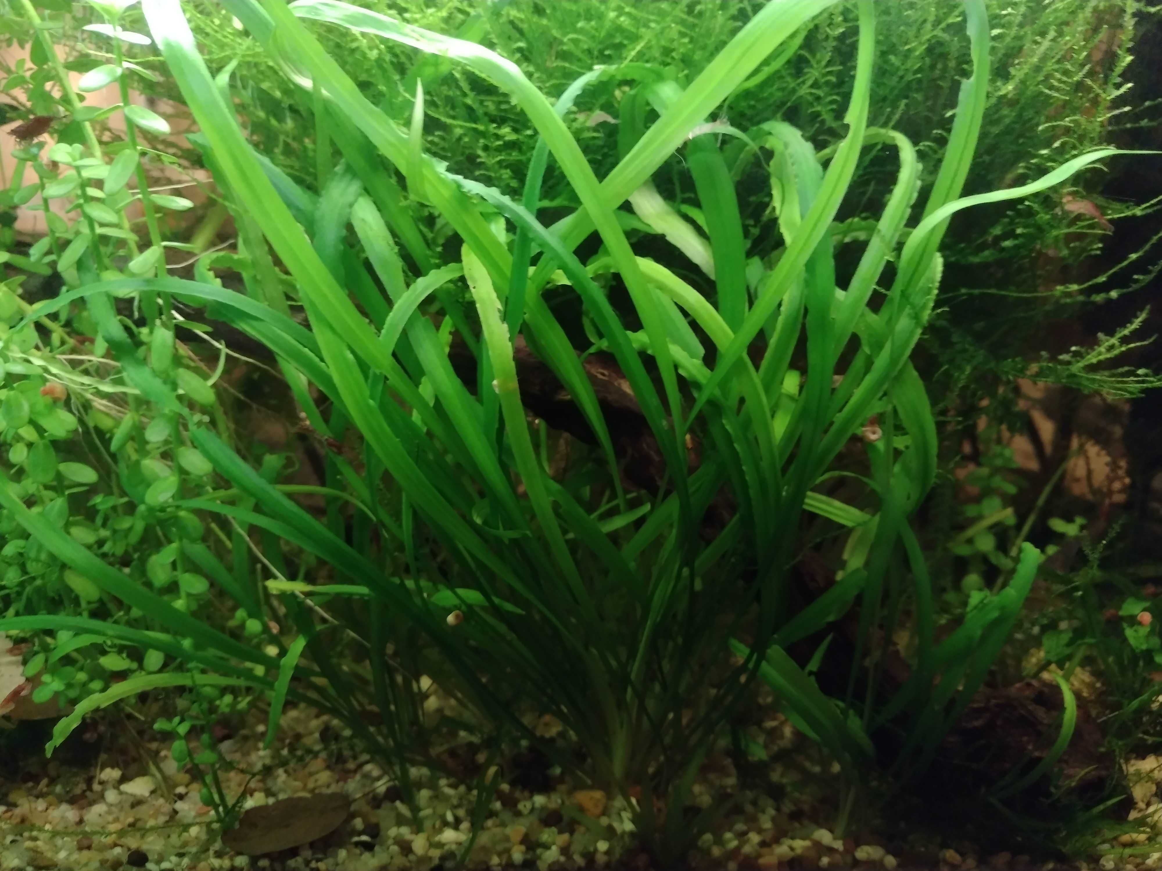 Cryptocoryne spiralis (faço envios)