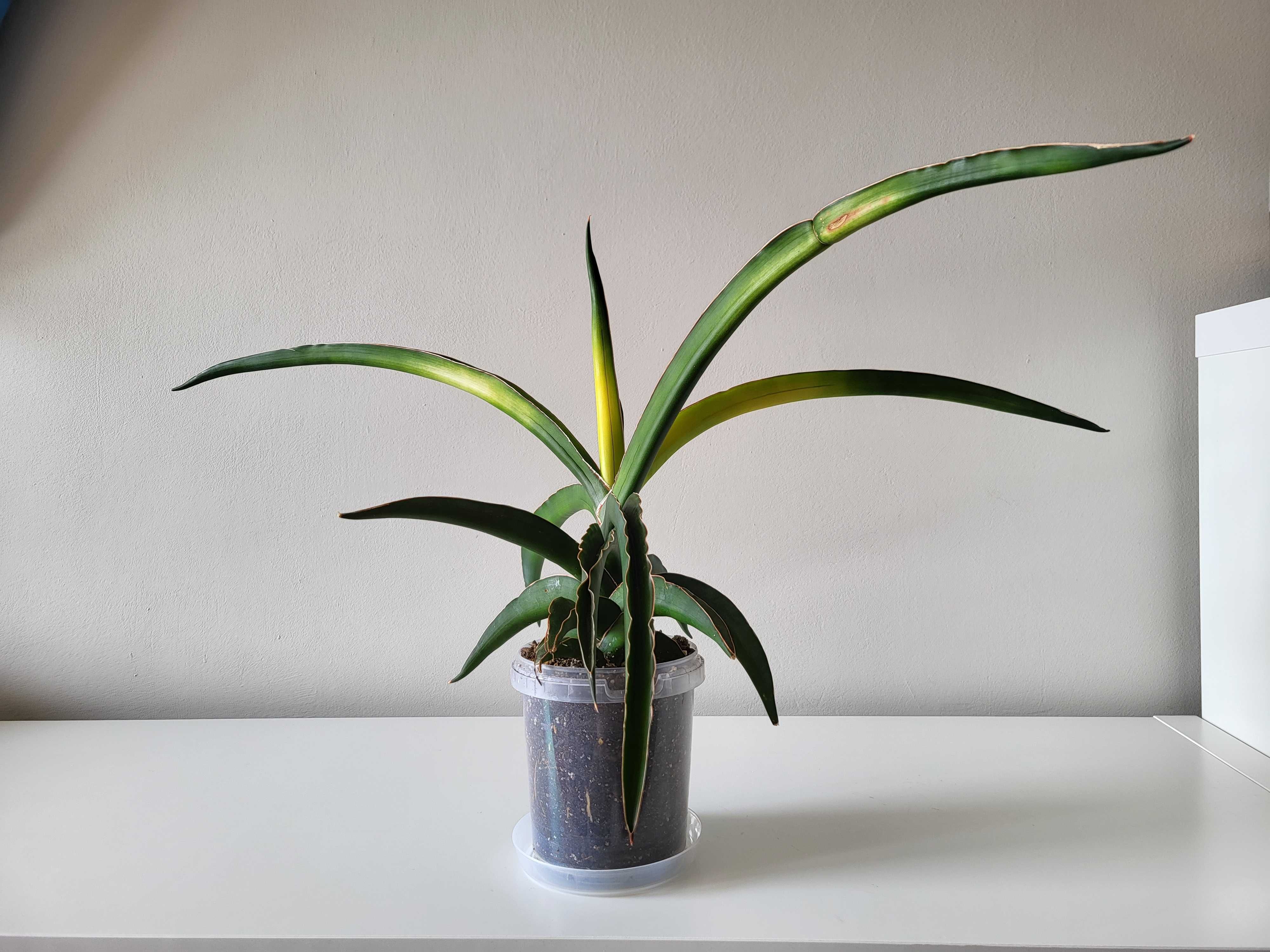 Sansevieria ‘Star Canary” sansewieria - duża roślina