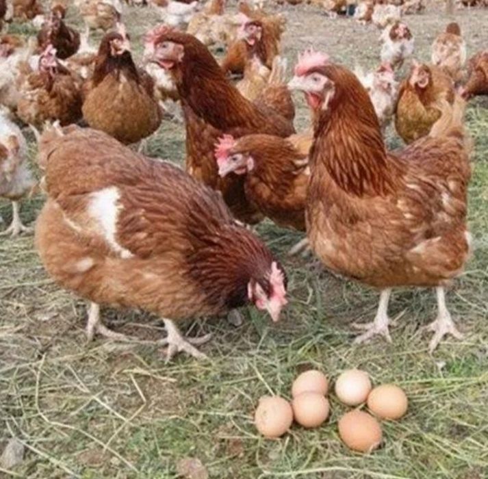 Продаю молодих курей породи леггорн Ломан Браун і чеський домінант