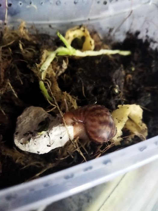 Підлітки ахатіна фуліка (achatina fulica) равлики