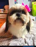 Suczka shih Tzu 6 lat