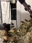 Rybki Akwariowe Tropheus Black Bemba