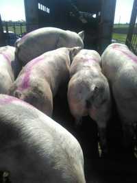 Продам свиней мясного типа, спермодозы хряков