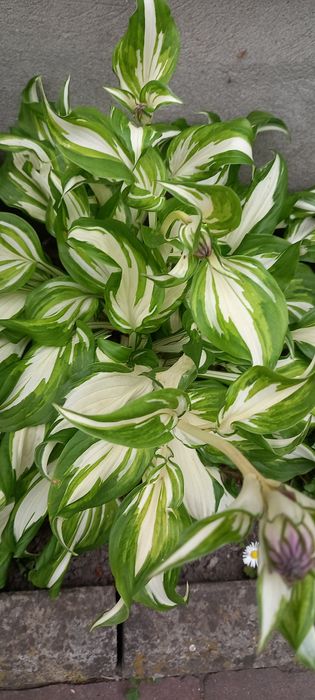 Вейгела  хоста бересклет гібіскуси гейхери пухироплідник калинолистий