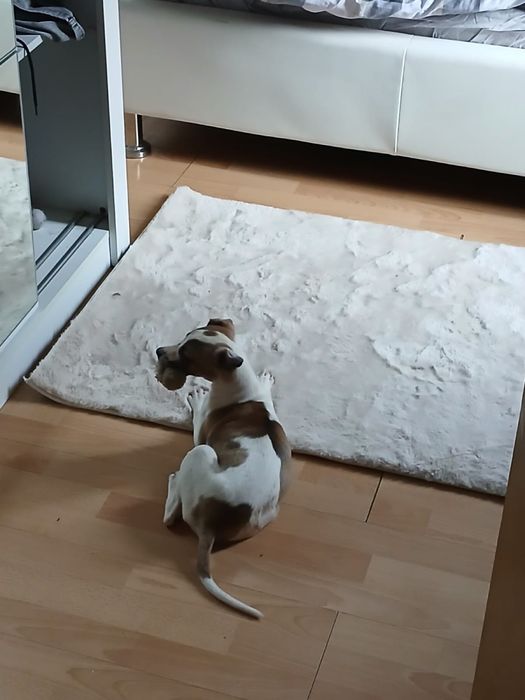 Chart Angielski Whippet śliczny piesek