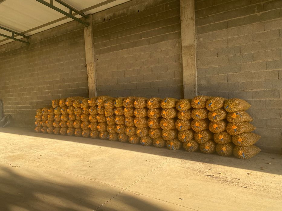 Nozes para cevadouros javalis