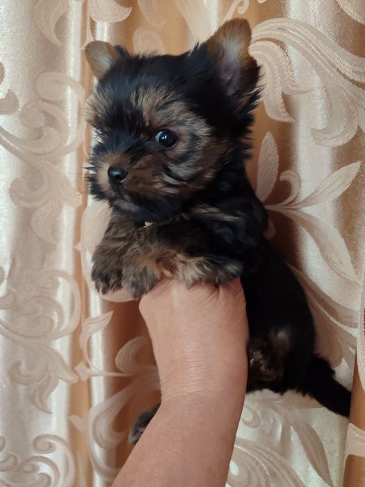 Хлопчик і дівчульки міні