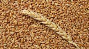 Пшениця зерно гарноі якості урожай 2022 с. Банилів