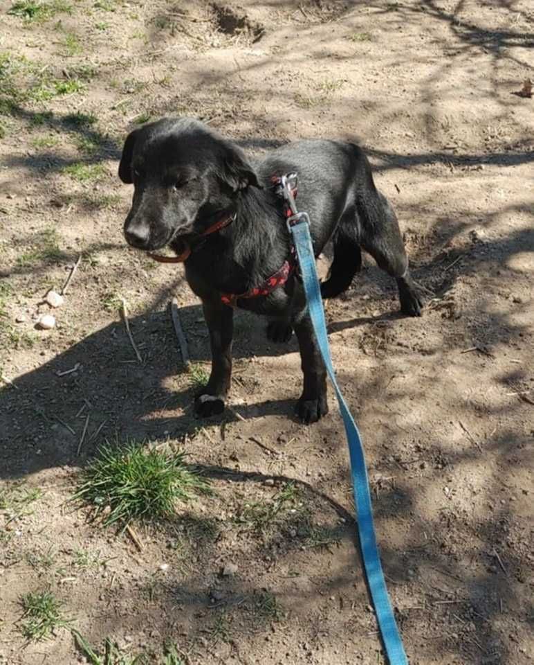 Onyx 1,5 r.psiak czeka na adopcję,czy czarne nie jest piękne Kotomysz