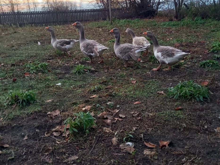 Продам гуси . Тульськи бійцевськи прямоносі.