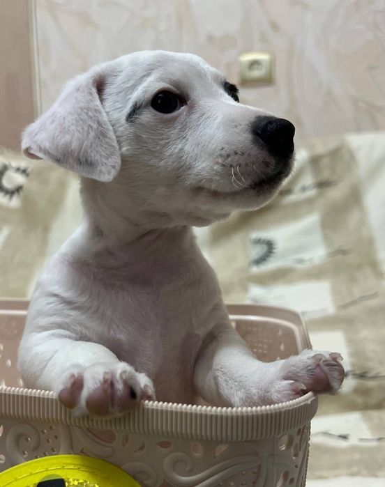 Джек Рассел терьер