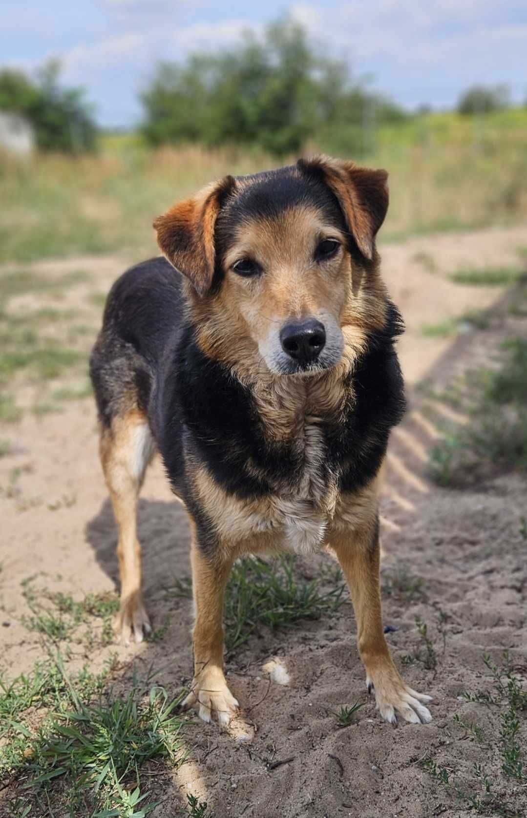 Piesek do adopcji