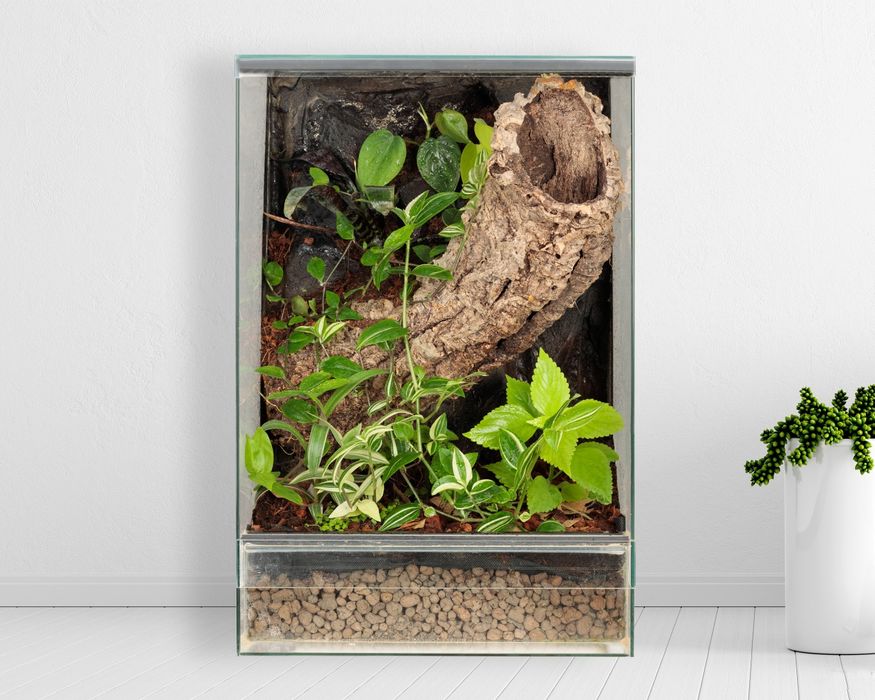 Las w szkle terrarium paludarium