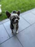 Reproduktor Chihuahua krótkowłosy