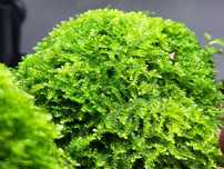 Mech do akwarium Christmas Moss