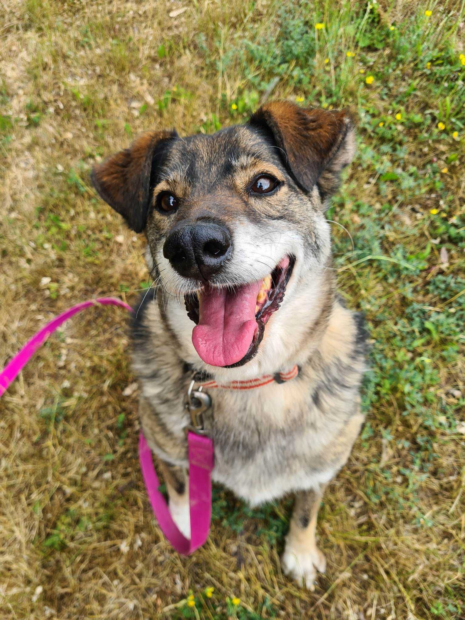 Radosny Gipson poleca się do adopcji