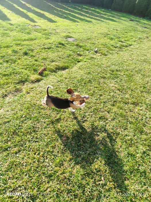 Suczka Beagle gotowa do odbioru metryka czip wyprawka