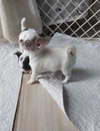 Chihuahua suczka z prawdziwym rodowodem FCI