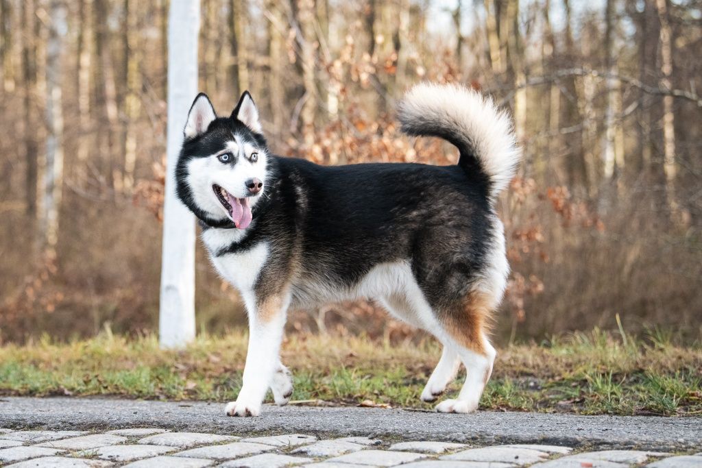 Grubson w typie husky do adopcji!