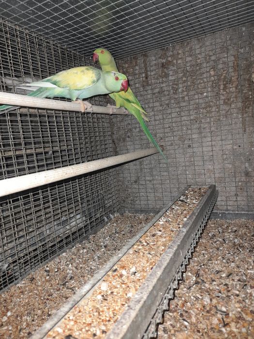 Casal ring nek malhados 2020