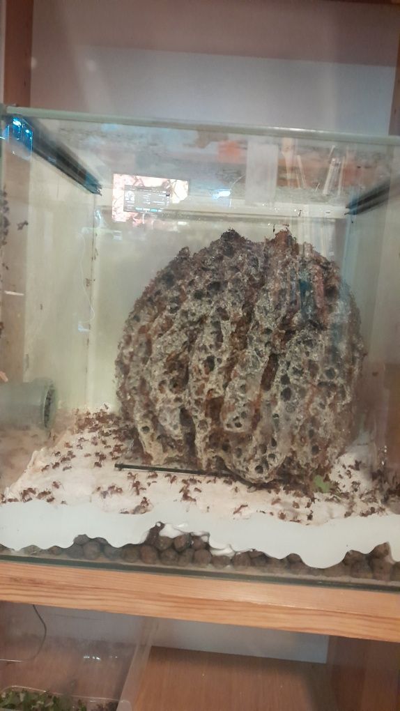 Mrówki Acromyrmex octospinosus grzybiarki duża kolonia