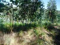 Terreno em Queimadela