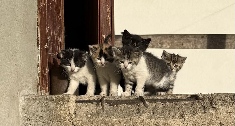 Mlode malutkie kotki szukaja domu