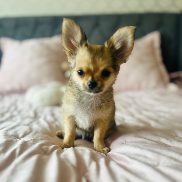 Chihuahua długowłosy