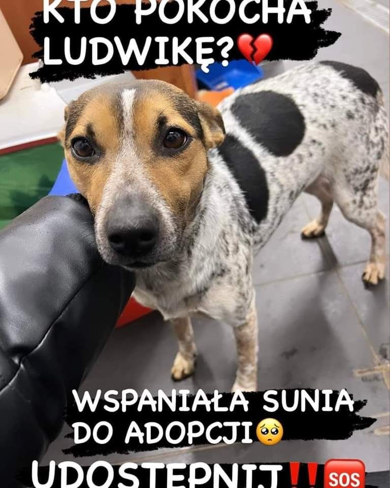 Ludwika przepiękna delikatna sunia szuka domku!