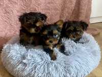 Czekoladowy Yorkshire Terrier