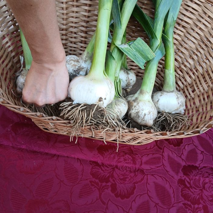 Czosnek słoniowy z własnej Eko uprawy, RHD