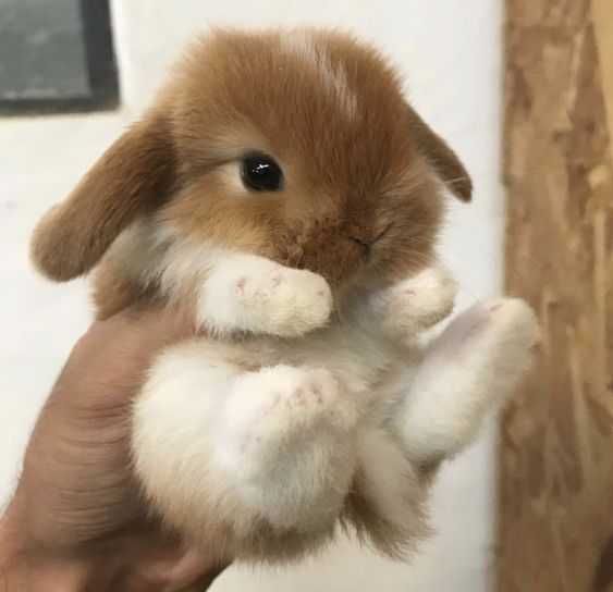 Coelhos anões,mini holandês, Teddy desparasitados e vacinados