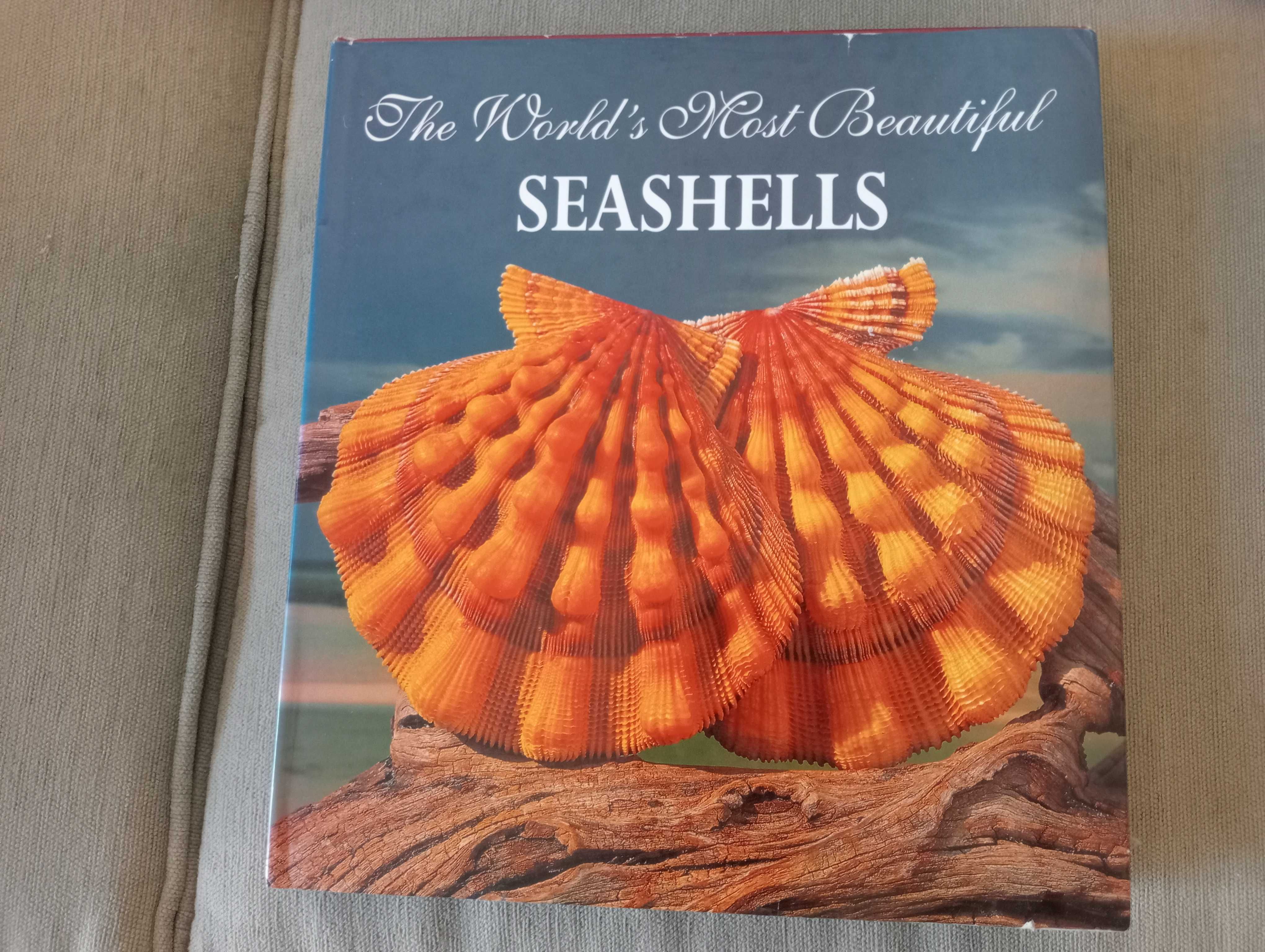 The World´s Most Beautiful Seashells