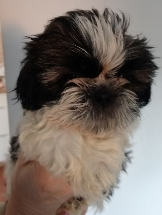 Shih tzu śliczna suczka