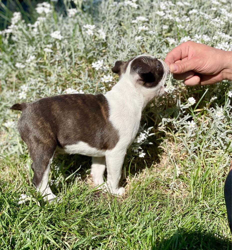 Boston Terrier FCI ZKwP Barry