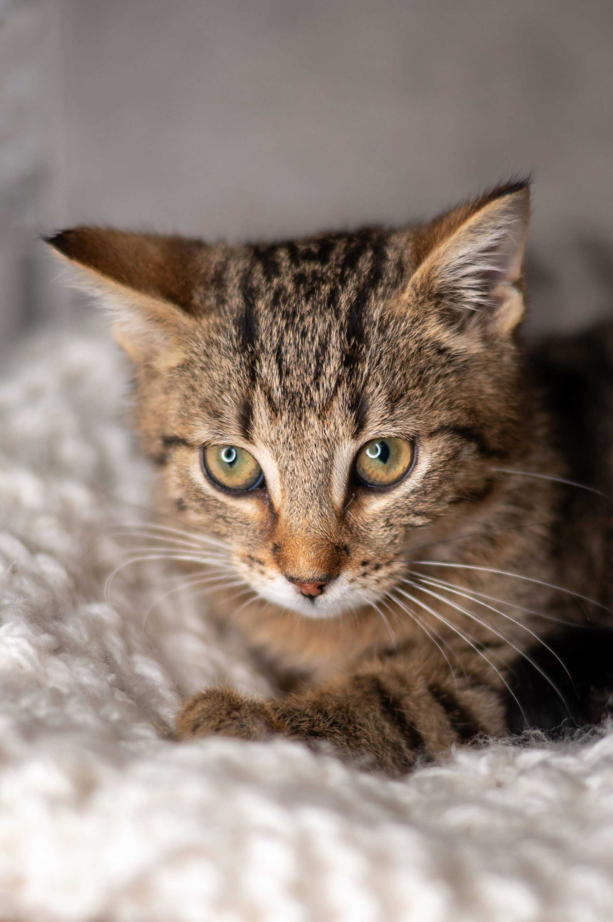 PARMEZAN kocur do adopcji