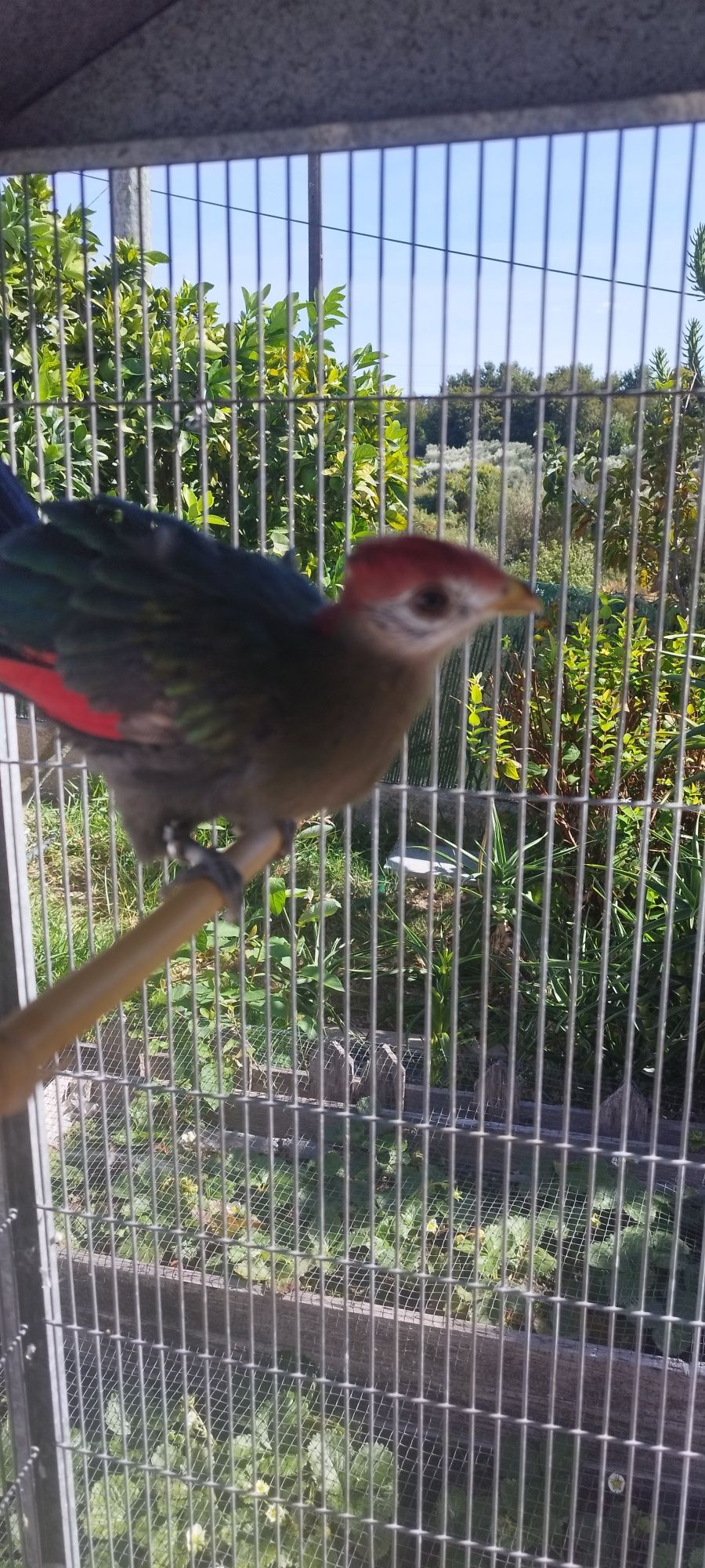 Turaco de crista vermelha