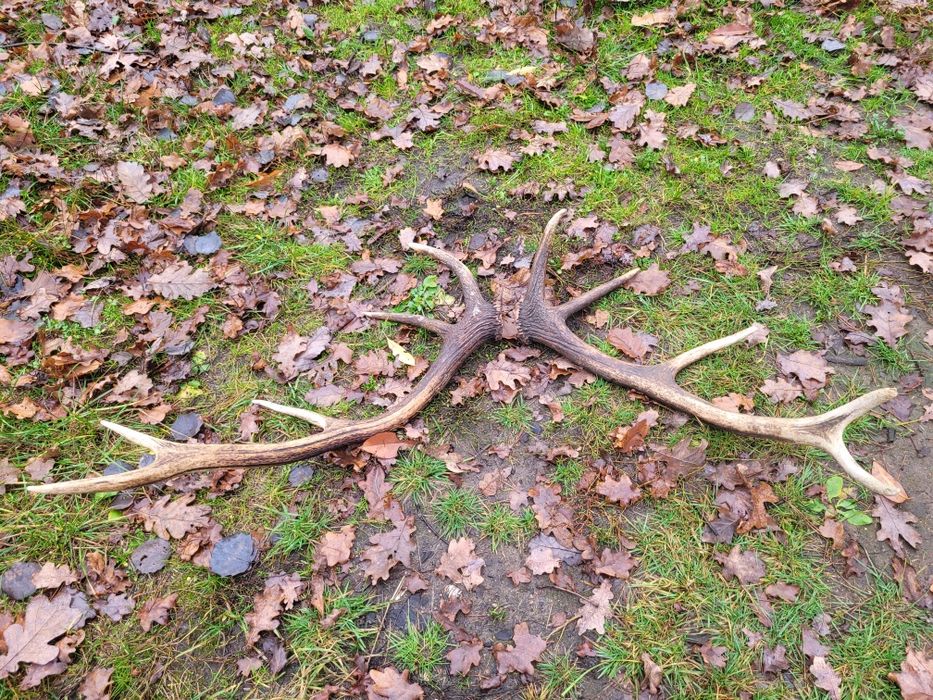 Poroża Para Jelenia