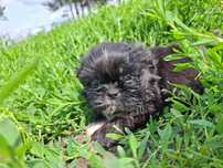 Sunia rasy shih tzu