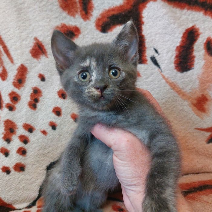 Кошенята шукають дім!Безкоштовно!