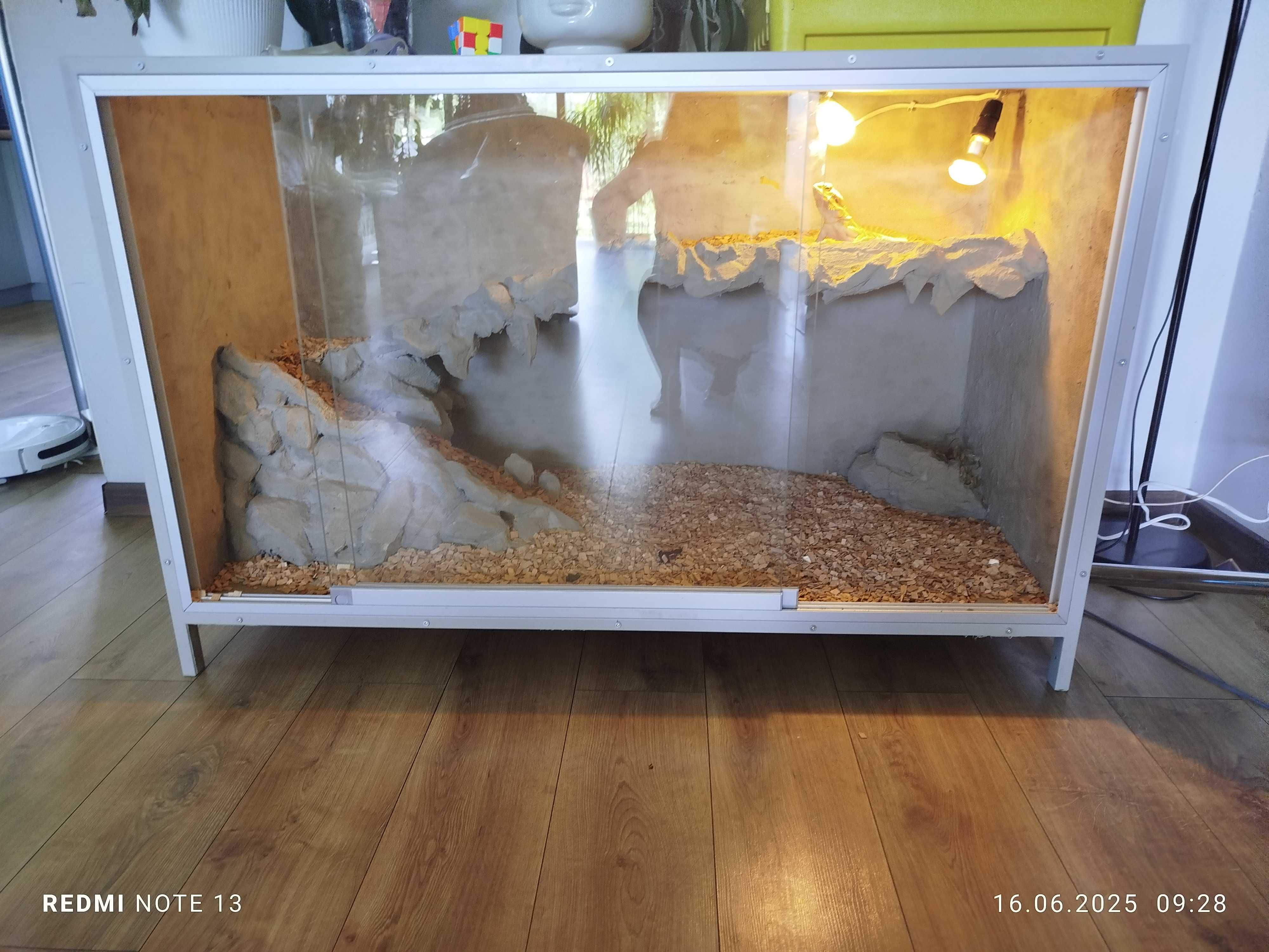 Agama Brodata 3 lata plus terrarium