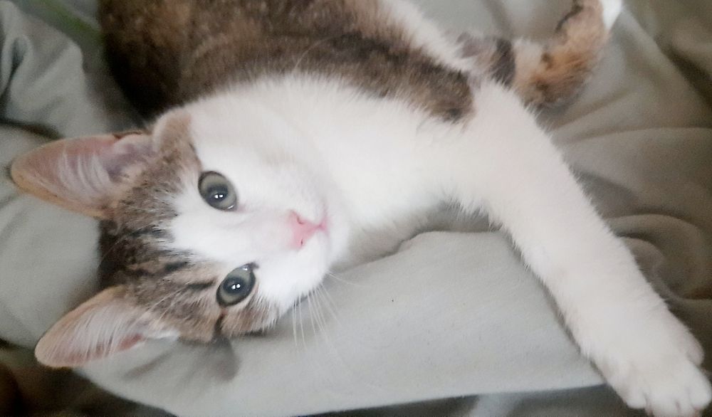 Віддам,подарую котика в добрі руки