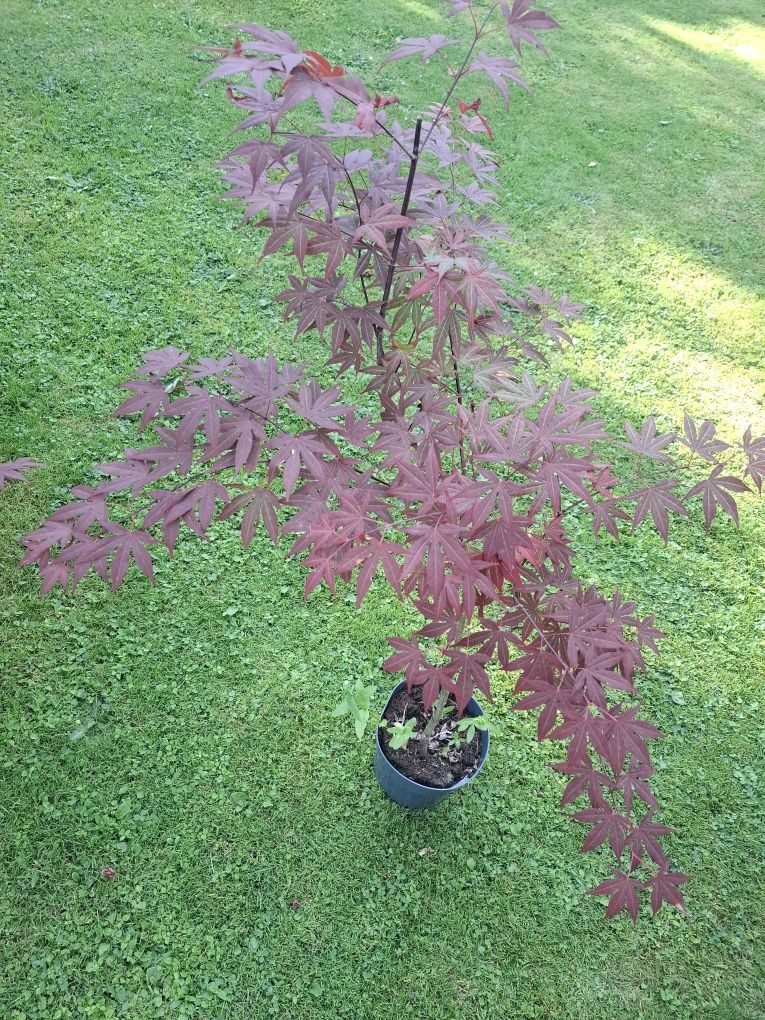 Acer  atropurpureum