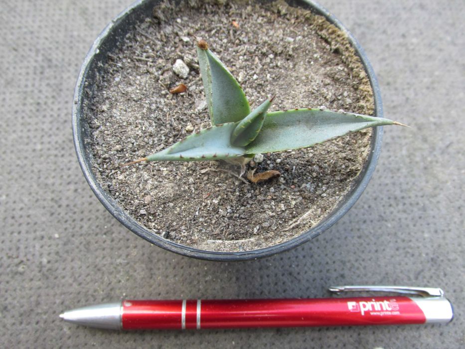 Mrozoodporna agawa do -12°C - Agave x nigra - sadzonka