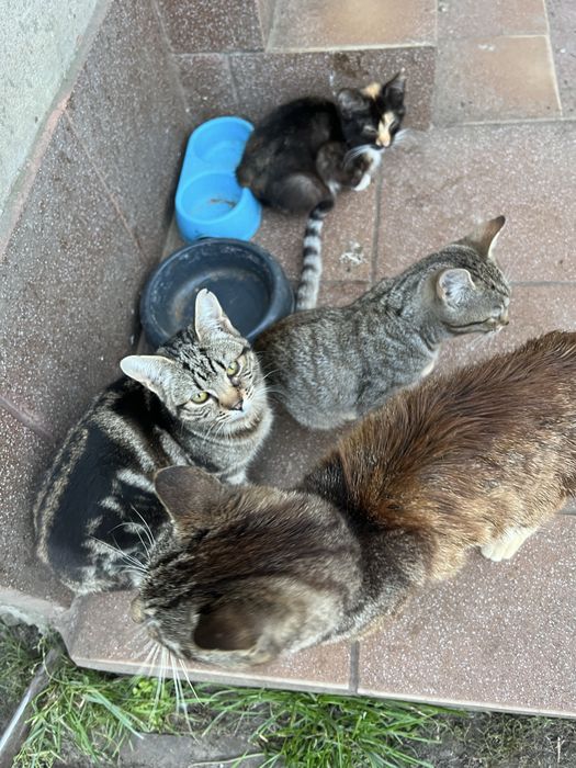 Kotki koty male do adopcji za darmo