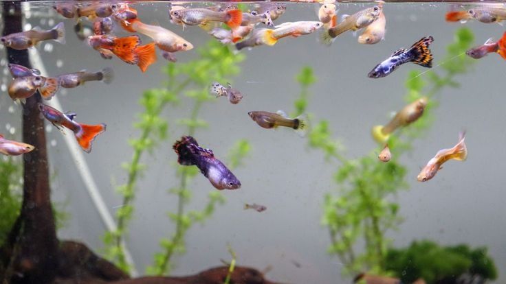 Guppys sortidos machos e femeas